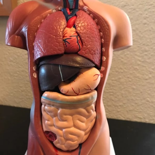 Unisex Human Torso Body Anatomy Anatomical Model Internal Organs A 28CM