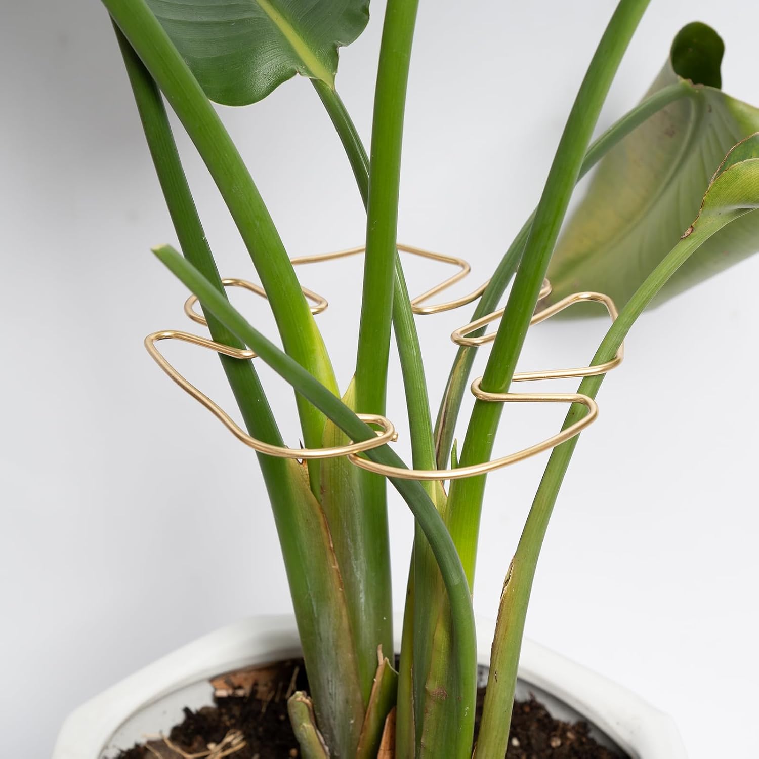 Gold Indoor Plant Stand for Climbing Plants - Plant Support Holder