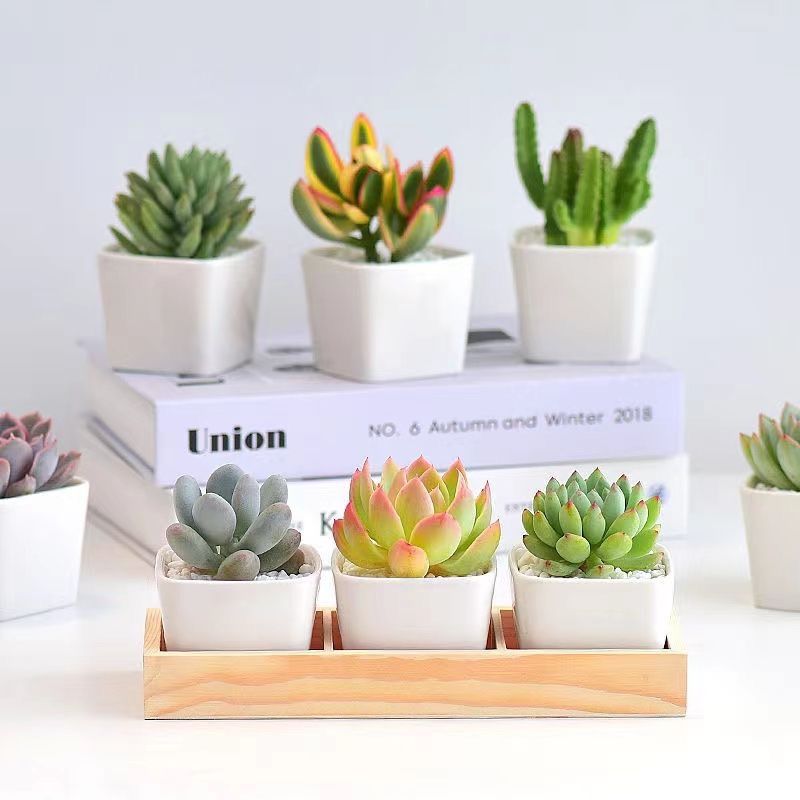 Succulent Potted with Pots for Home Living Room Dining Room Office Decorative Artificial Ficus Faux Plants（6pcs unplanted）