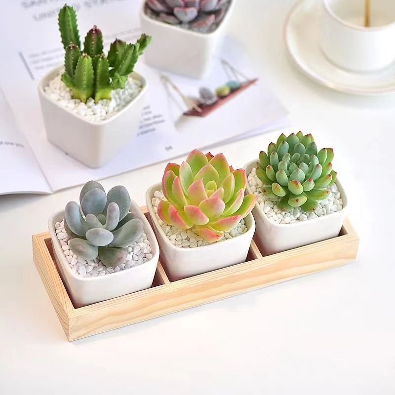 Succulent Potted with Pots for Home Living Room Dining Room Office Decorative Artificial Ficus Faux Plants（6pcs unplanted）