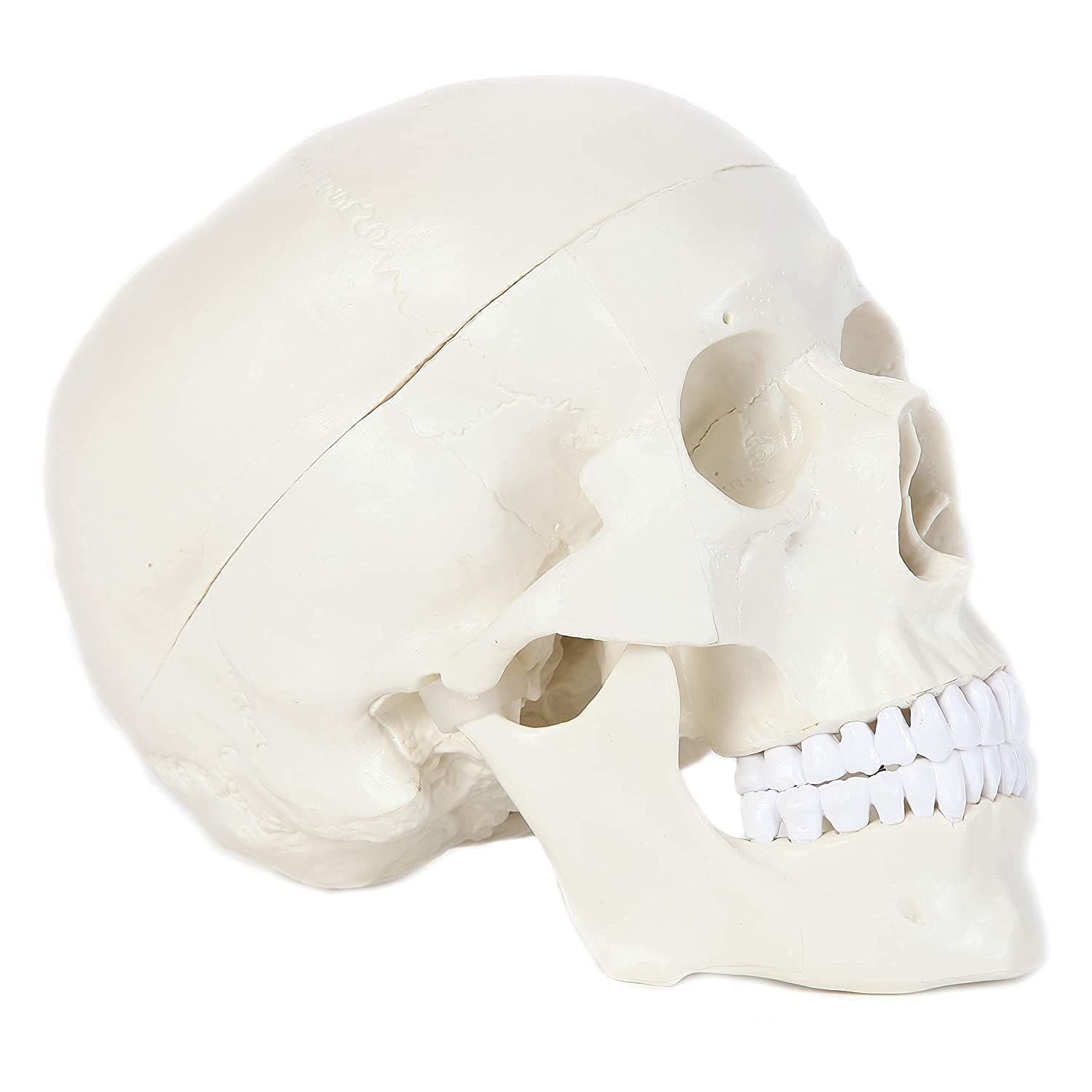 Human Skull Anatomical Model, Human Anatomy Head Skeleton Includes Full Set of Teeth, Removable Skull Cap and Articulated