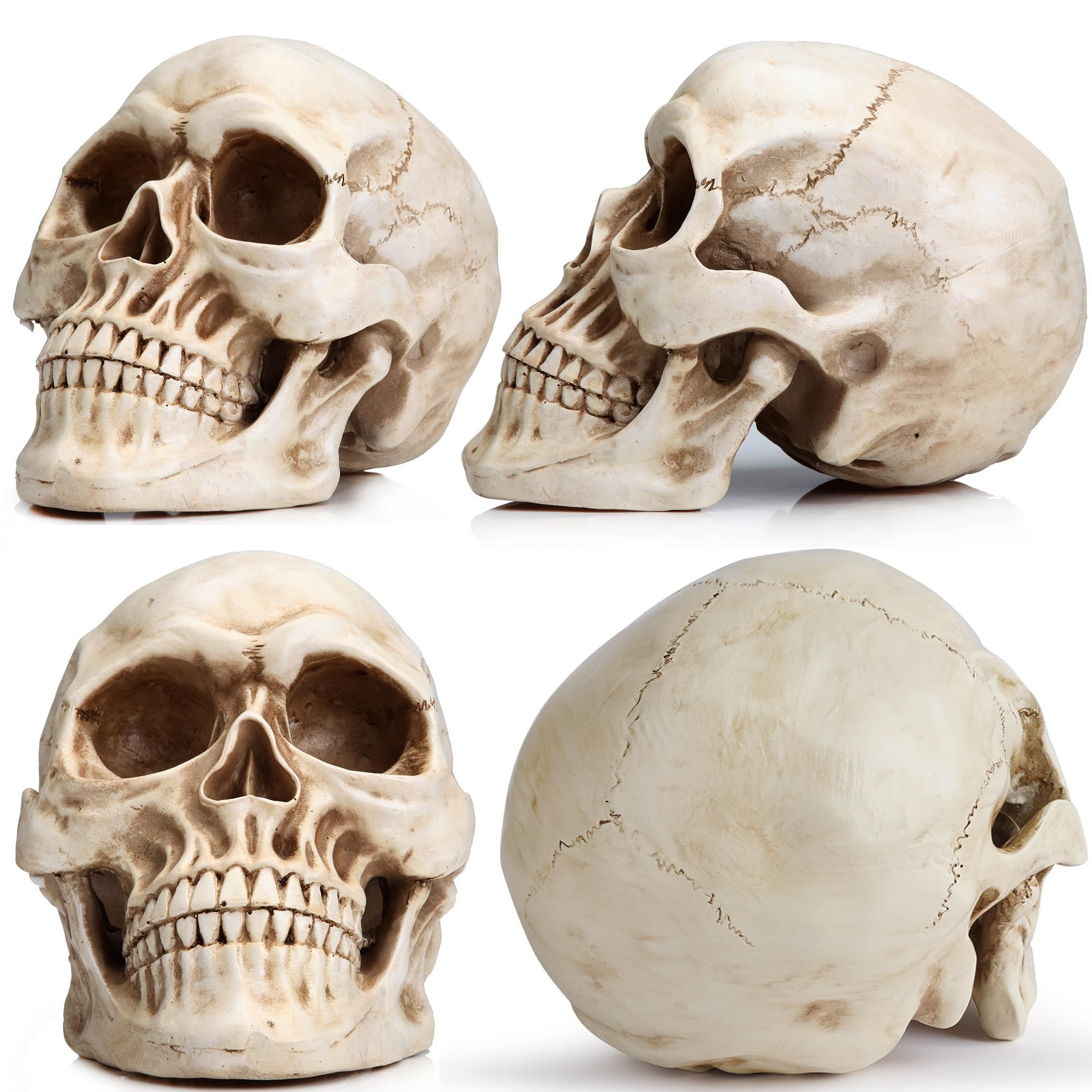 Full size 1:1, human life size skull model, 7.7 x 5.4 x 5.9 inch. It's perfect for Halloween party and home decorations.