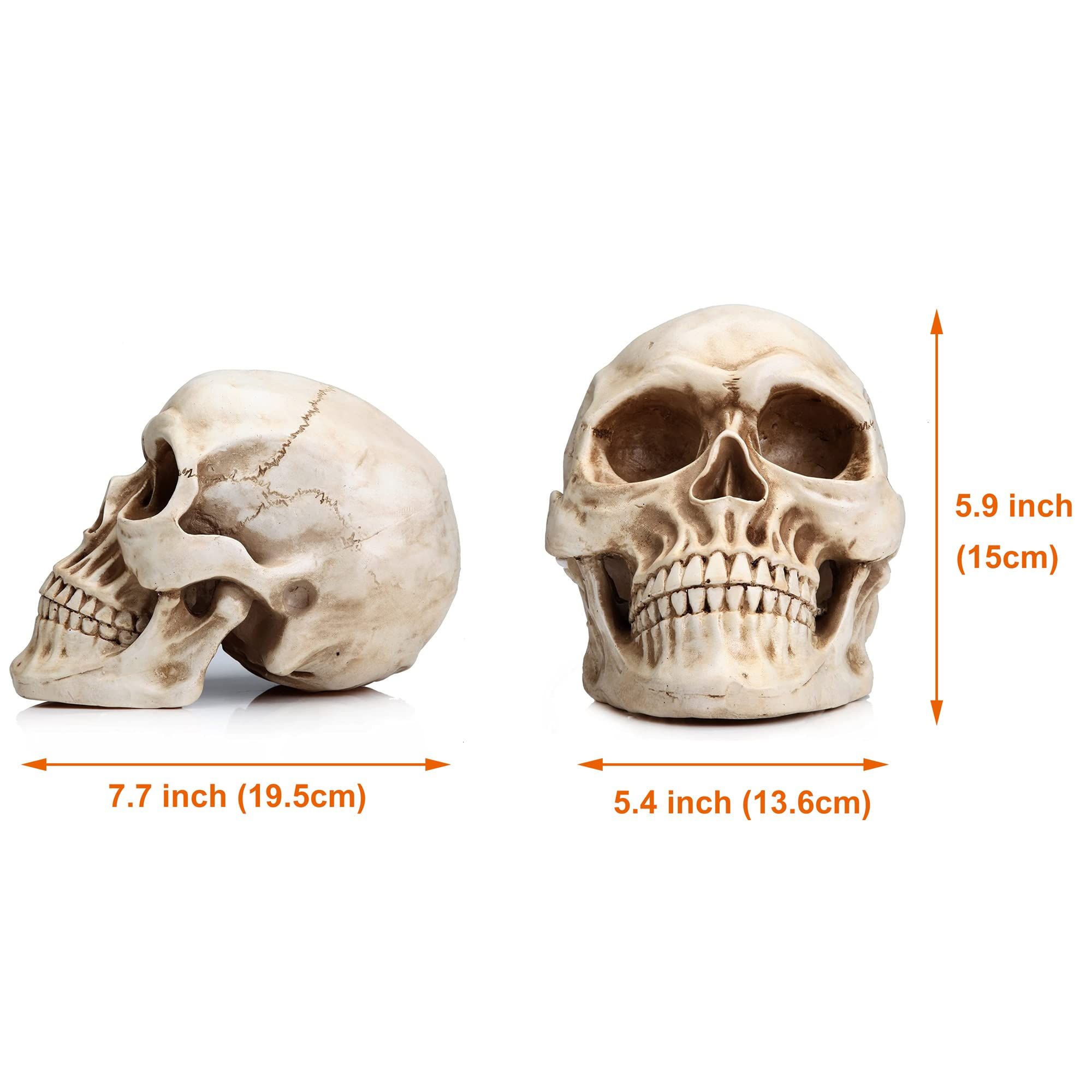 Full size 1:1, human life size skull model, 7.7 x 5.4 x 5.9 inch. It's perfect for Halloween party and home decorations.