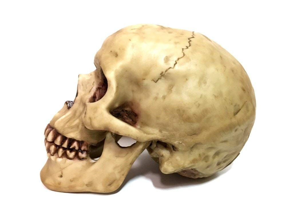 Highly Realistic Replica Human Skull Statue Home Décor Can be used as seasonal Halloween table décor or to adorn
