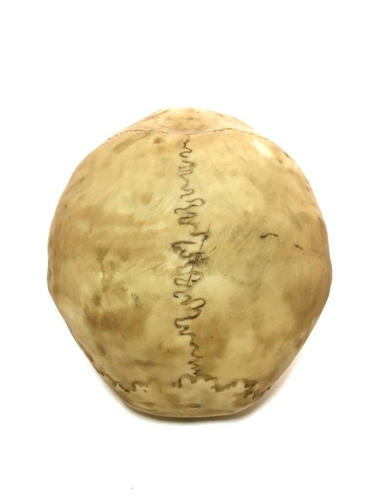 Highly Realistic Replica Human Skull Statue Home Décor Can be used as seasonal Halloween table décor or to adorn