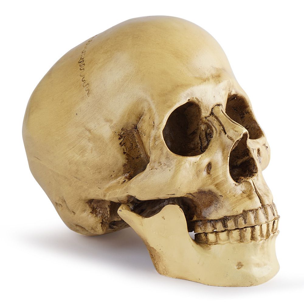 Highly Realistic Replica Human Skull Statue Home Décor Can be used as seasonal Halloween table décor or to adorn
