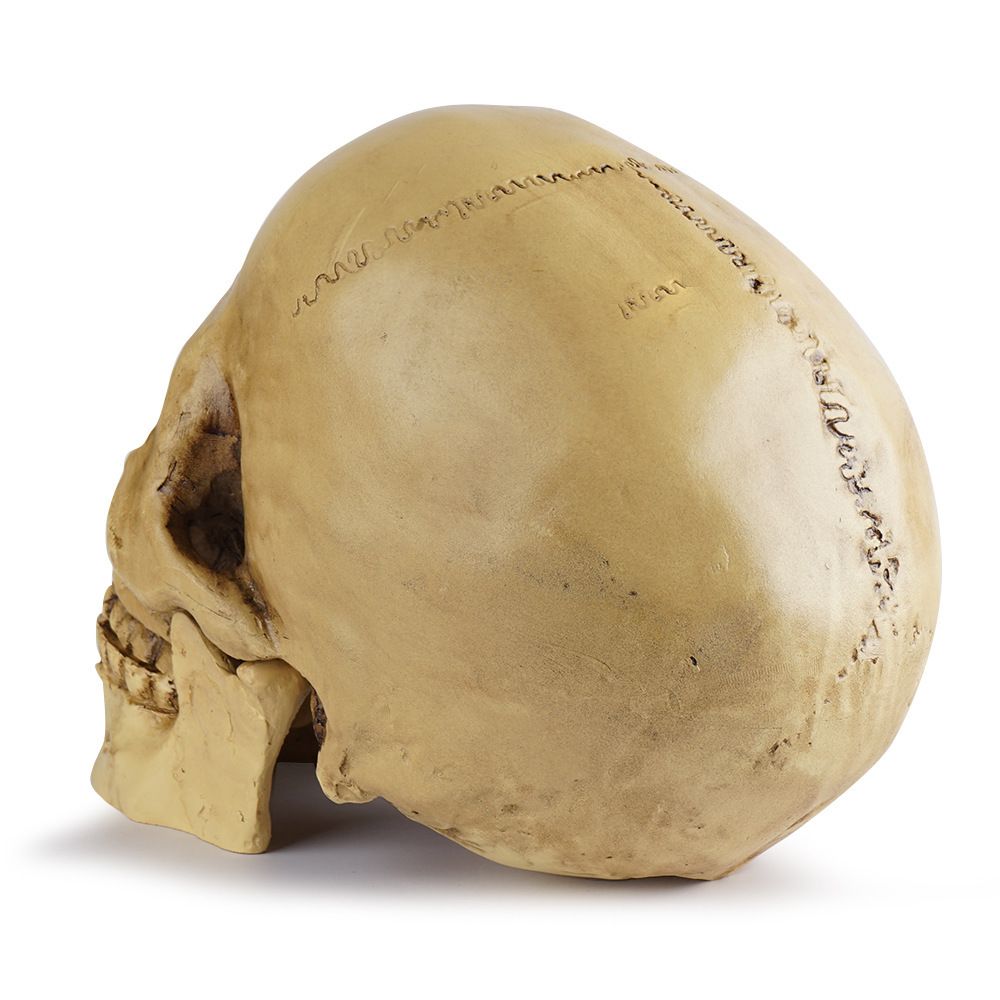 Highly Realistic Replica Human Skull Statue Home Décor Can be used as seasonal Halloween table décor or to adorn