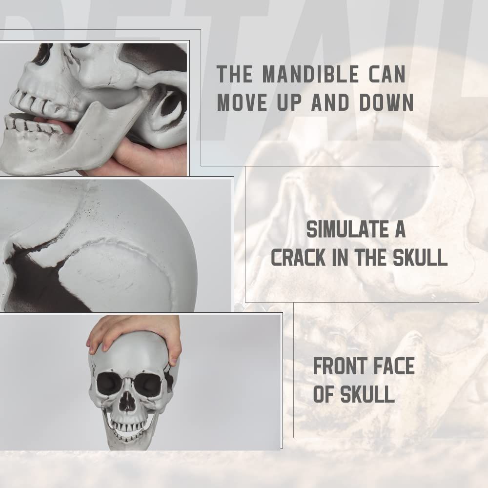 Realistic Human Skull Model 1:1 Skeleton Halloween Outdoor Decoration Prop Life Size Skeleton Distinctive Desig