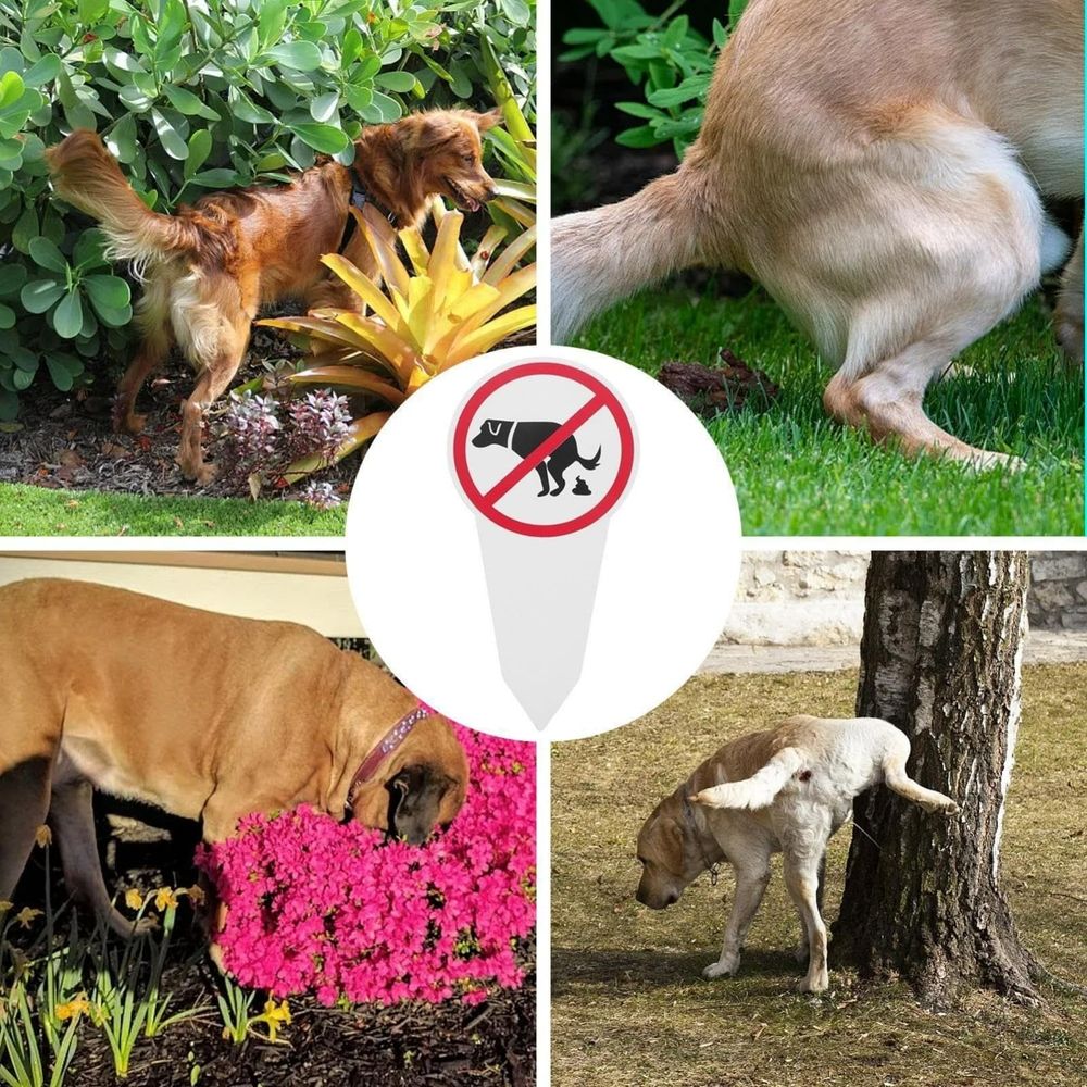 No dog poop sign pack, double-sided - Respect/No poop and pee, protect your beautiful lawn or yard (11.4 inches x 5.5 inches)
