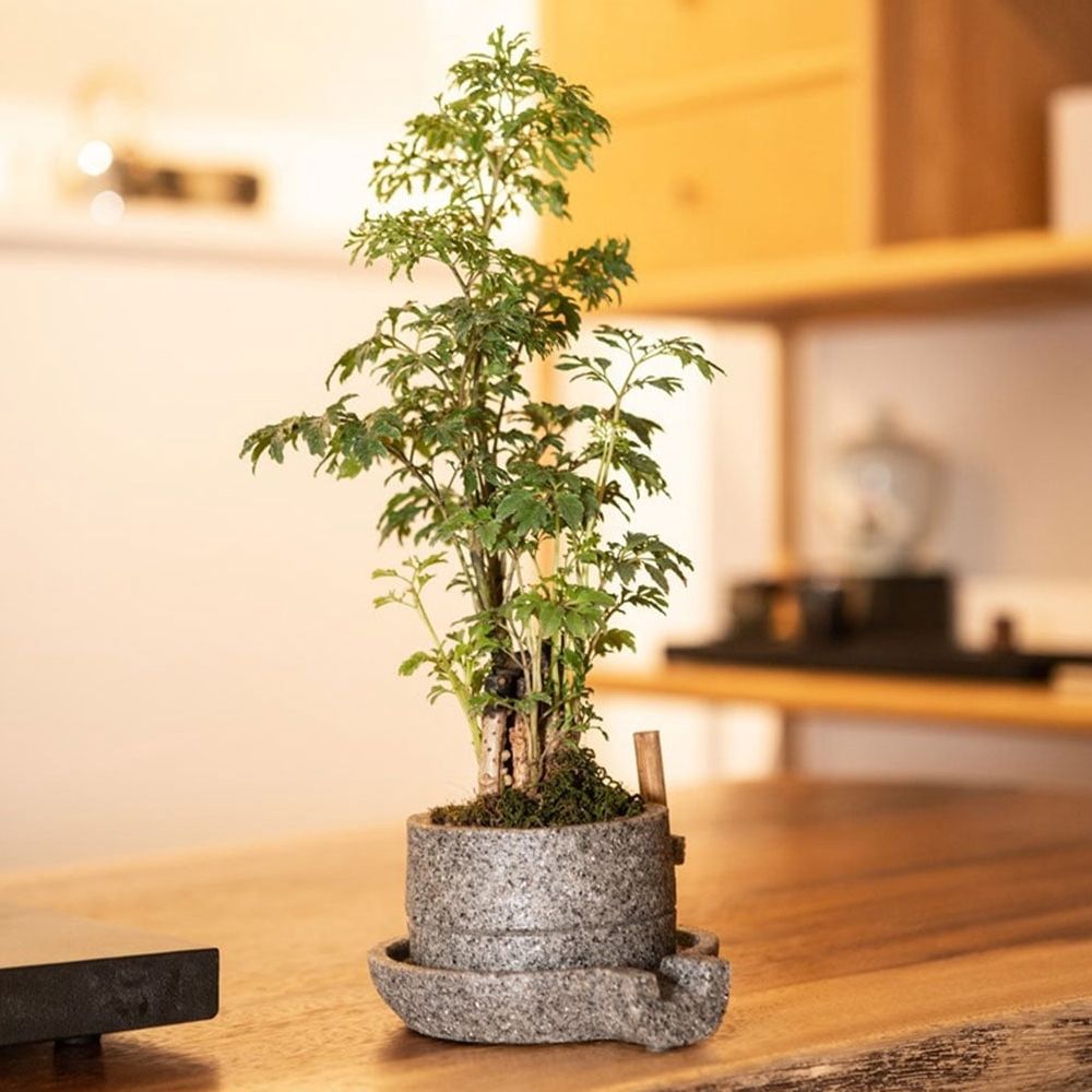 Grey Resin Bonsai Pot Multi-Purpose Vintage Flower Container for Home