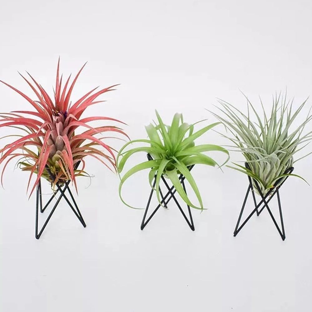 2-Pack Iron Tripod Plant Stand for Home Gardening, Black Rust-Resistant Finish, Outdoor Support