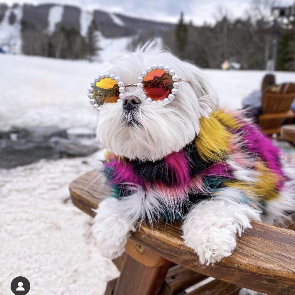 Dog Sunglasses Pearl Dog Sunglasses Small Medium Breed Girl Holiday Party Dog Costume Accessories
