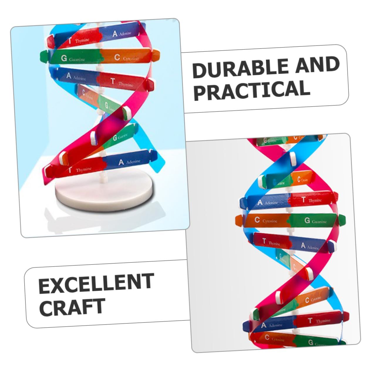 DNA Double Helix Model of Molecular Structure, DNA Assembly Model, Classroom Teaching, Double Helix Model, Human Body Model