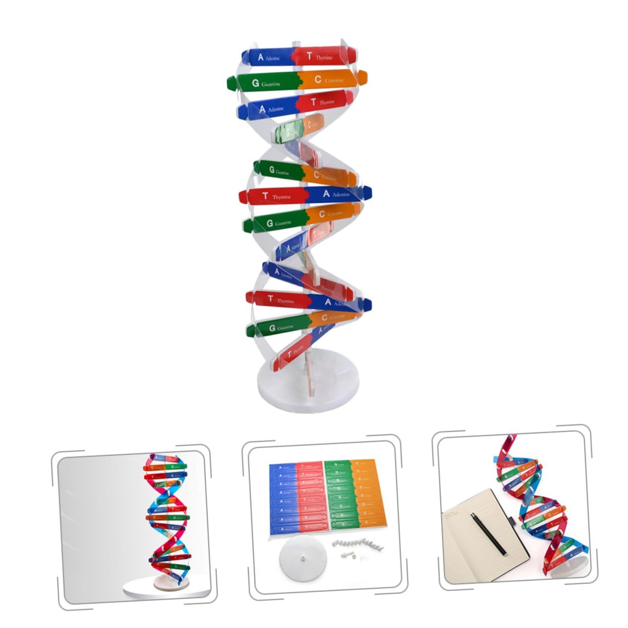 DNA Double Helix Model of Molecular Structure, DNA Assembly Model, Classroom Teaching, Double Helix Model, Human Body Model