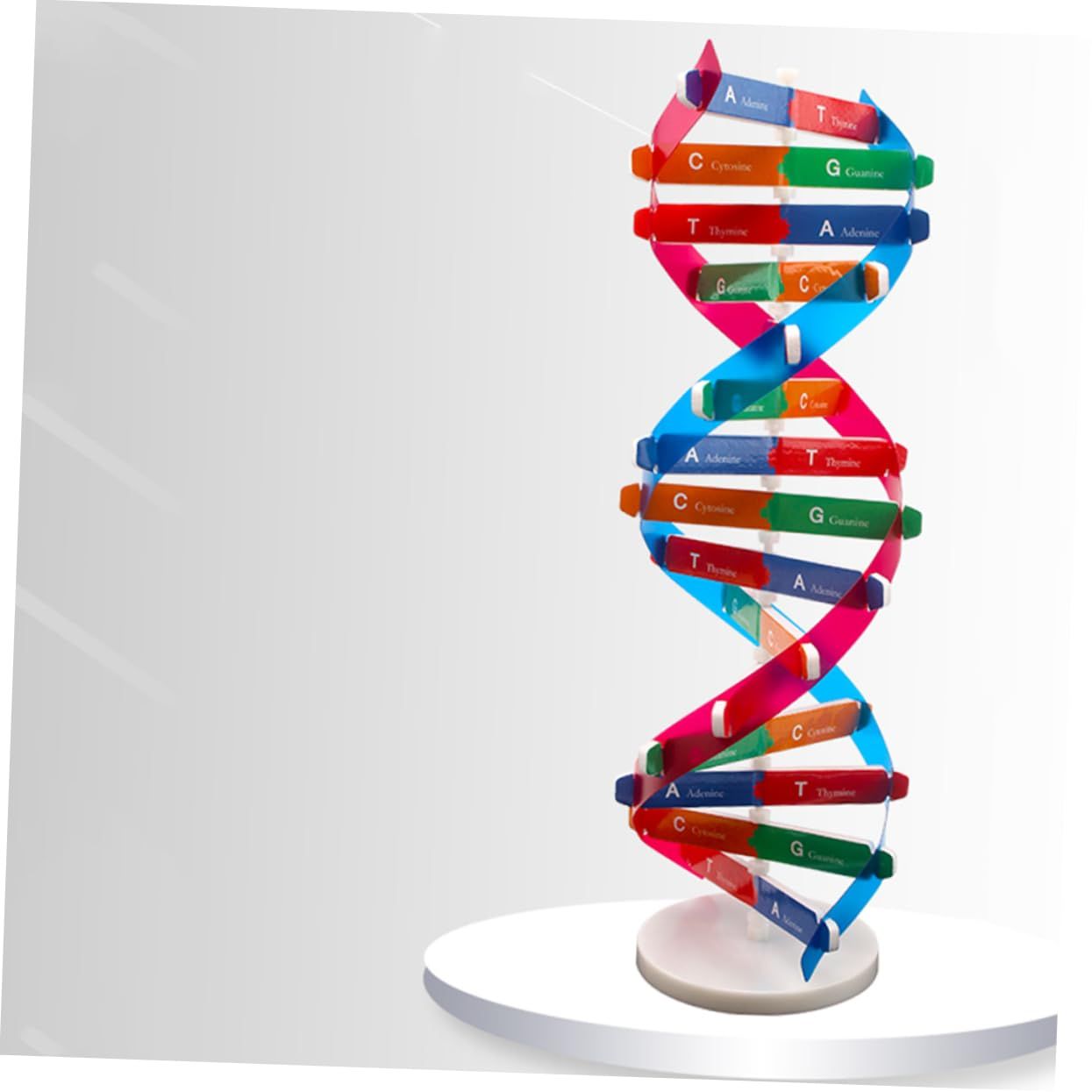 DNA Double Helix Model of Molecular Structure, DNA Assembly Model, Classroom Teaching, Double Helix Model, Human Body Model