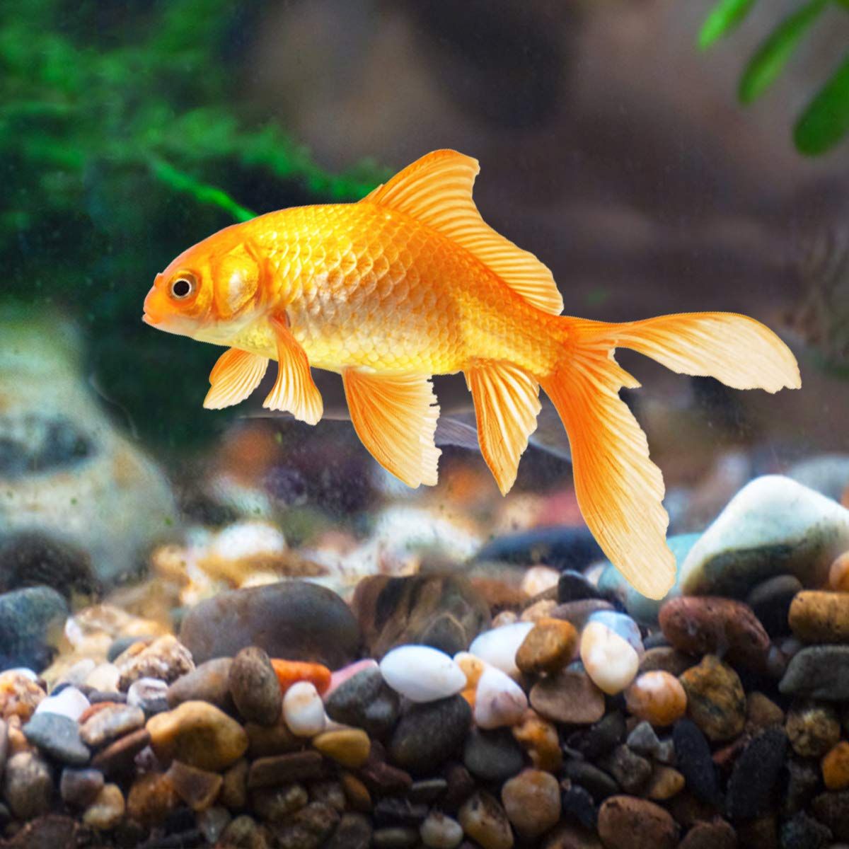 Natural Decorative Pebbles Fish Tank Gravel Small Garden Rocks Soil Cover for Aquariums, Landscaping, Vase Fillers, Succulent