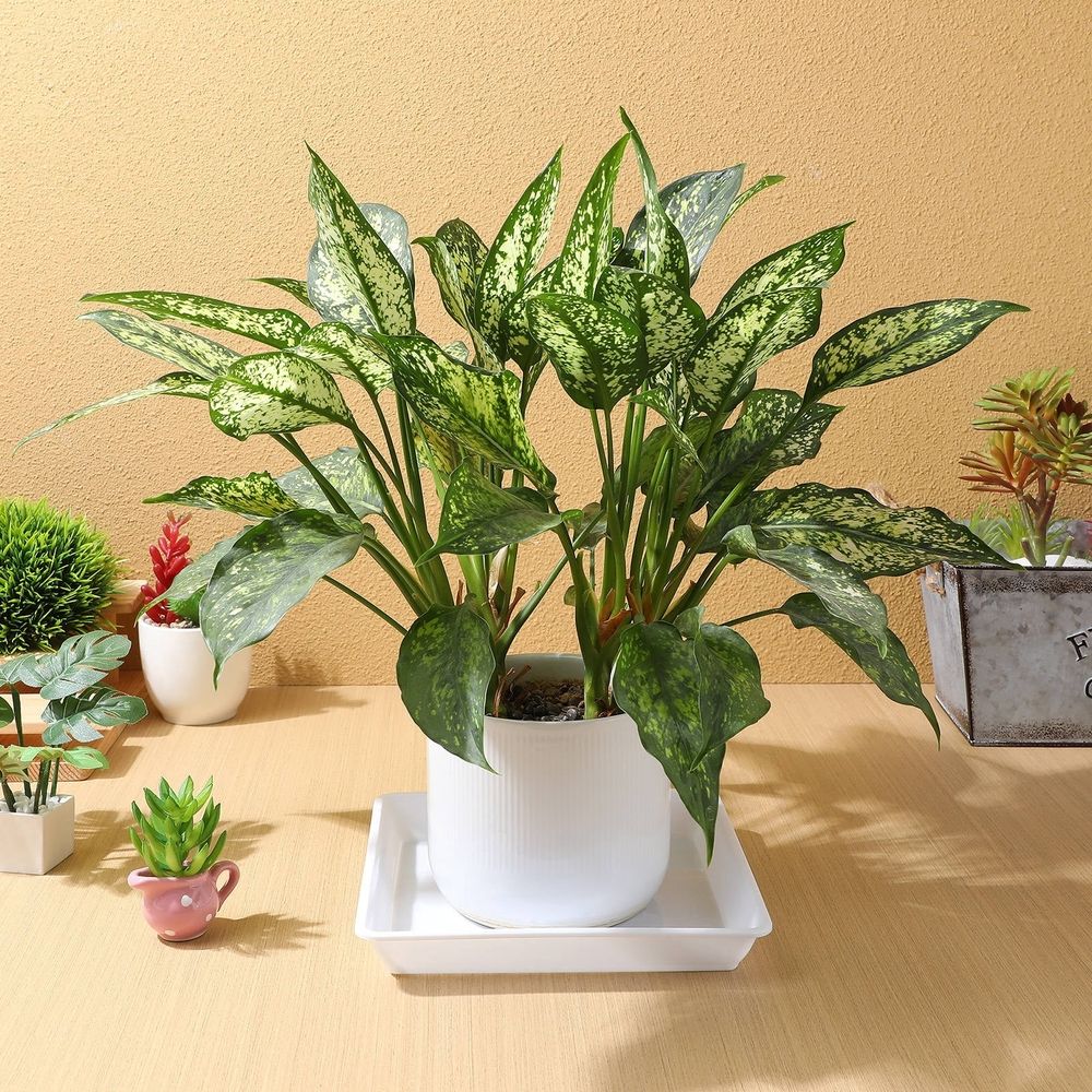 White Resin Plant Pot Plates of 10 for Garden Use, and Lightweight