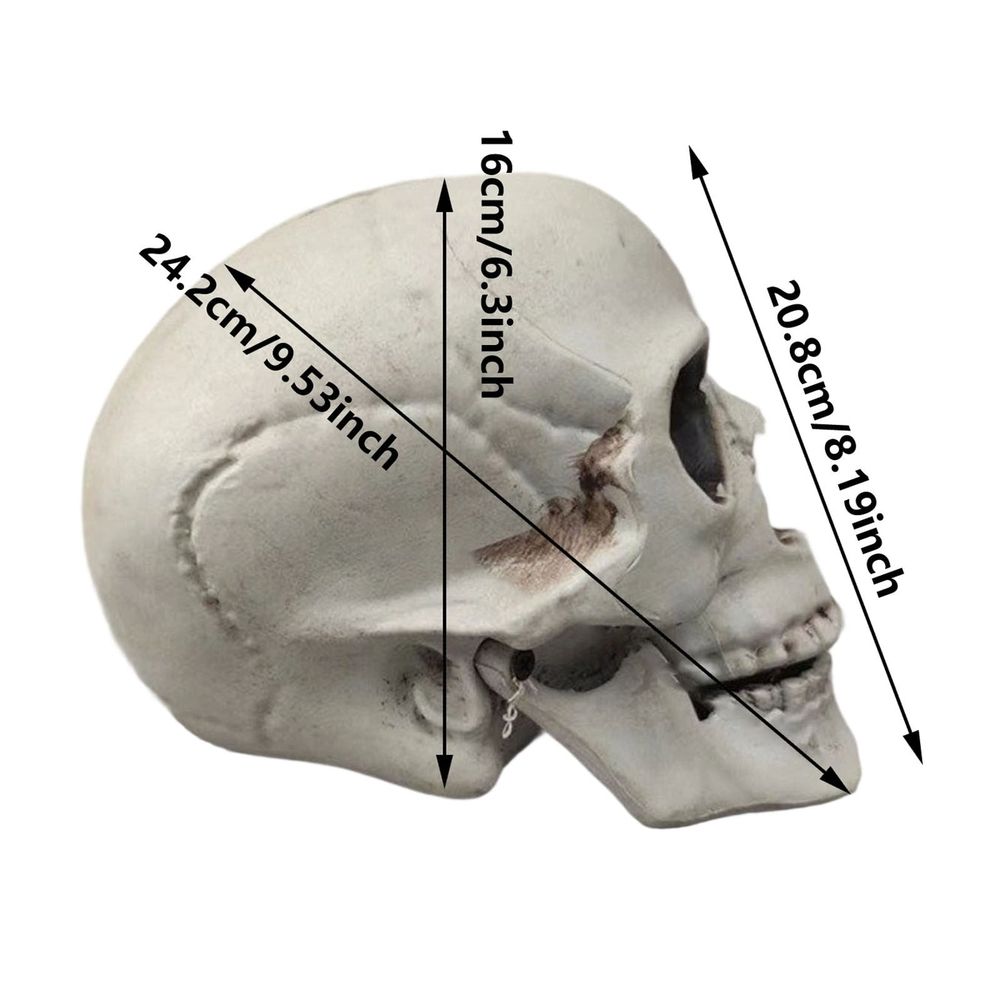 Human Skull Replica - Anatomically Accurate Skeleton Head Prop for Halloween Parties, Haunted Bars & Spooky Home Decorations