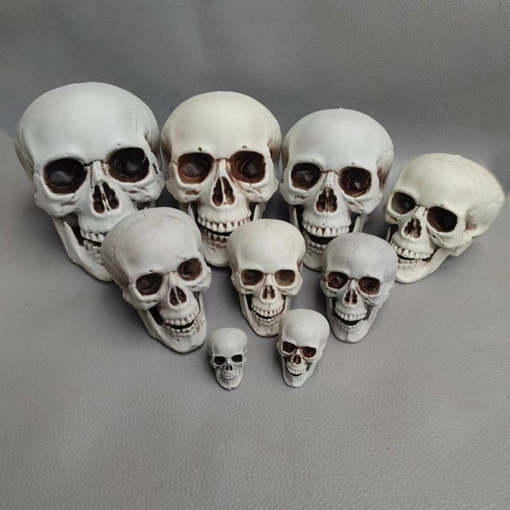 Human Skull Replica - Anatomically Accurate Skeleton Head Prop for Halloween Parties, Haunted Bars & Spooky Home Decorations