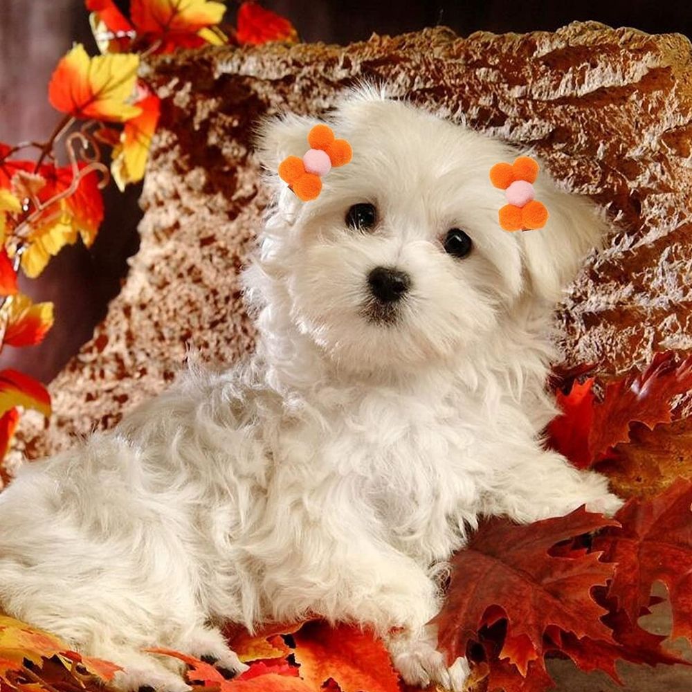 Dog Hair Clips,20Pcs Puppy Dog Small Bow Hair Barrettes Yorkie Dog Hair Clips Flower Dog Hair Clips for Valentine's Day St Patrick's Day Easter Pet Hair Clips Accessories (Random Color)