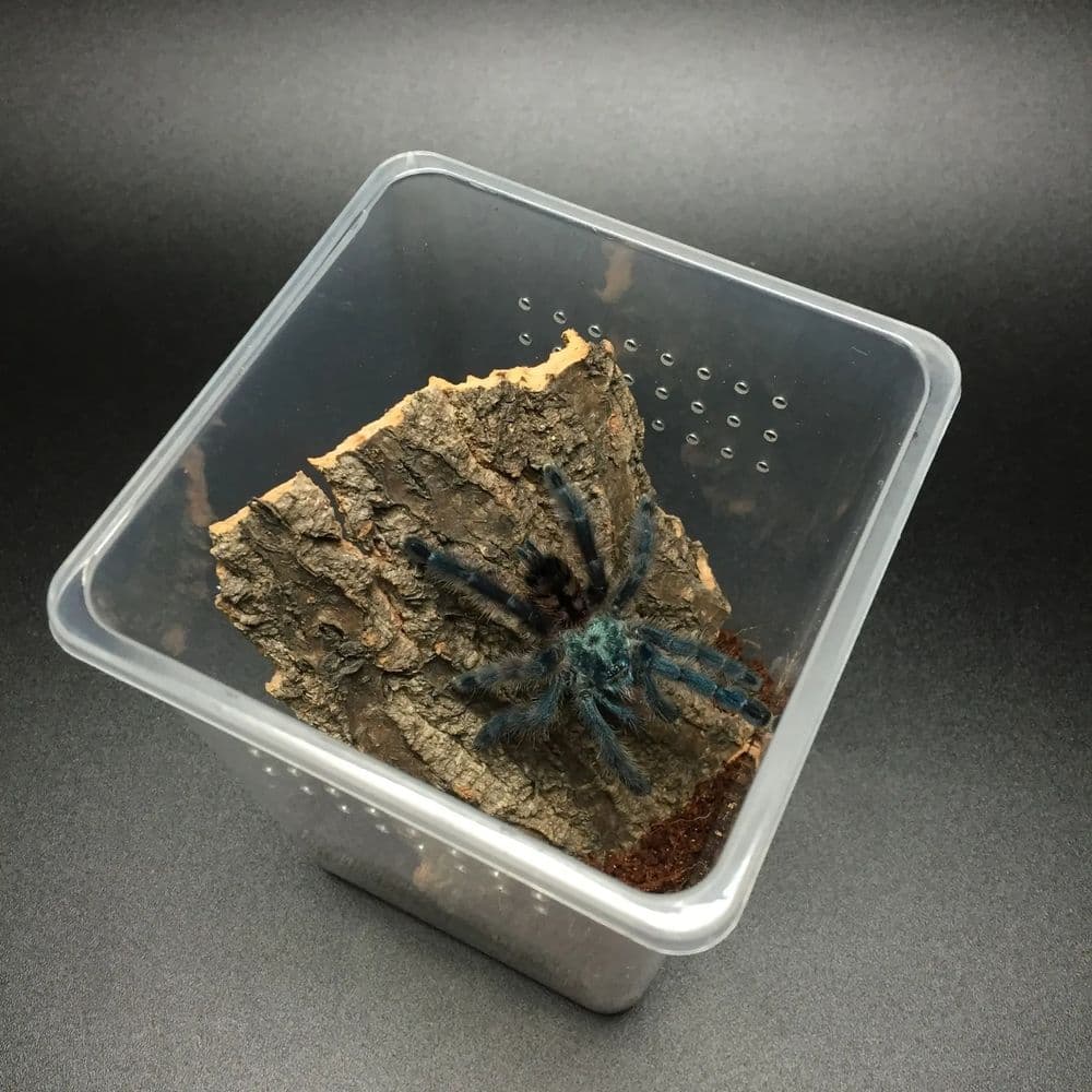 Insect Breeding Box Hatching Container 3.1 x 3.1 x 4.3 Inch 4 Piece Acrylic Terrarium for Arboreal Spider Mantis Scorpion