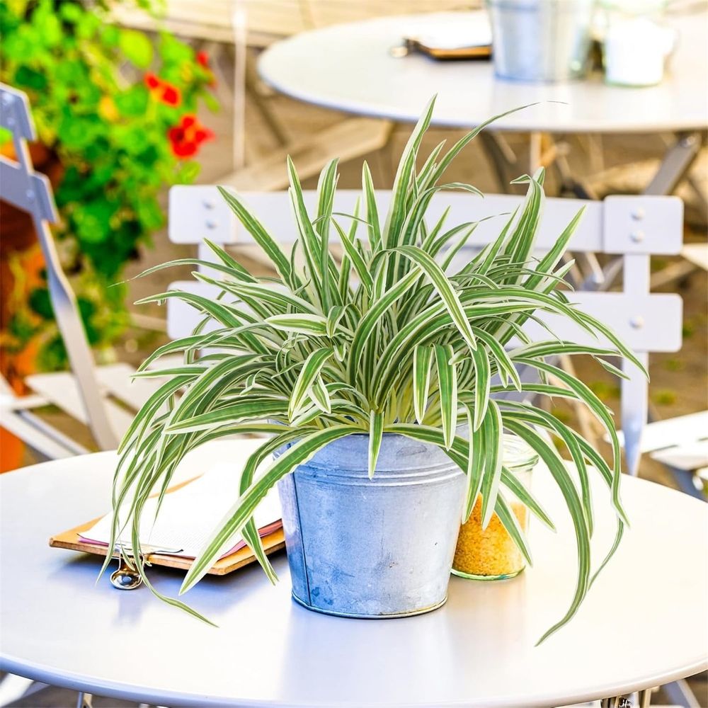 1 5-Pronged Golden-Edged Spider Plant Clearance! Artificial Plant Large Greenery Plants Outside Faux Plants Bushes for Indoor Table Outdoor Planter Decor