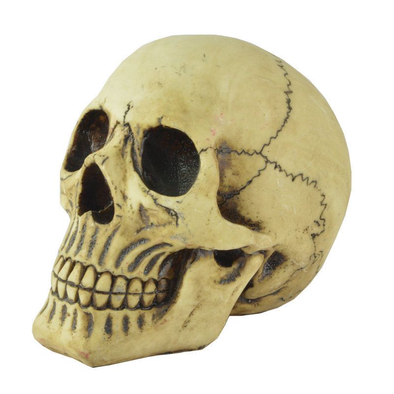 Resin Skull Head Model Simulation Skeleton Head Medical Skull Art Copy for Halloween Decor Spooky Vibes
