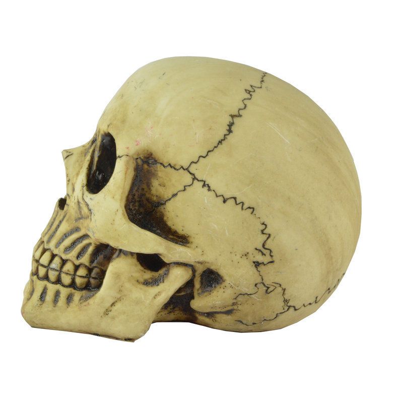Resin Skull Head Model Simulation Skeleton Head Medical Skull Art Copy for Halloween Decor Spooky Vibes