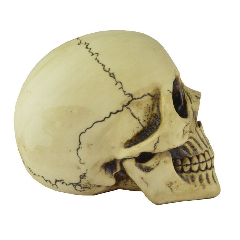 Resin Skull Head Model Simulation Skeleton Head Medical Skull Art Copy for Halloween Decor Spooky Vibes