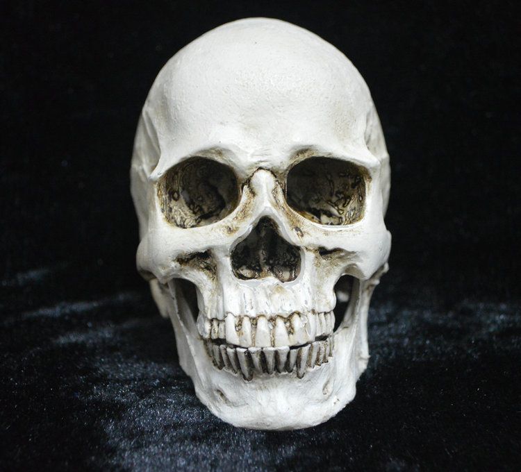 Life Size Replica Realistic Human Skull Head Bone Model, Anatomy White Resin Skull High Precision Teaching Tool Halloween Decor