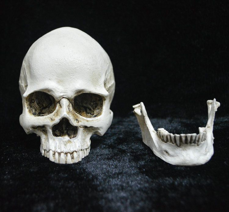 Life Size Replica Realistic Human Skull Head Bone Model, Anatomy White Resin Skull High Precision Teaching Tool Halloween Decor
