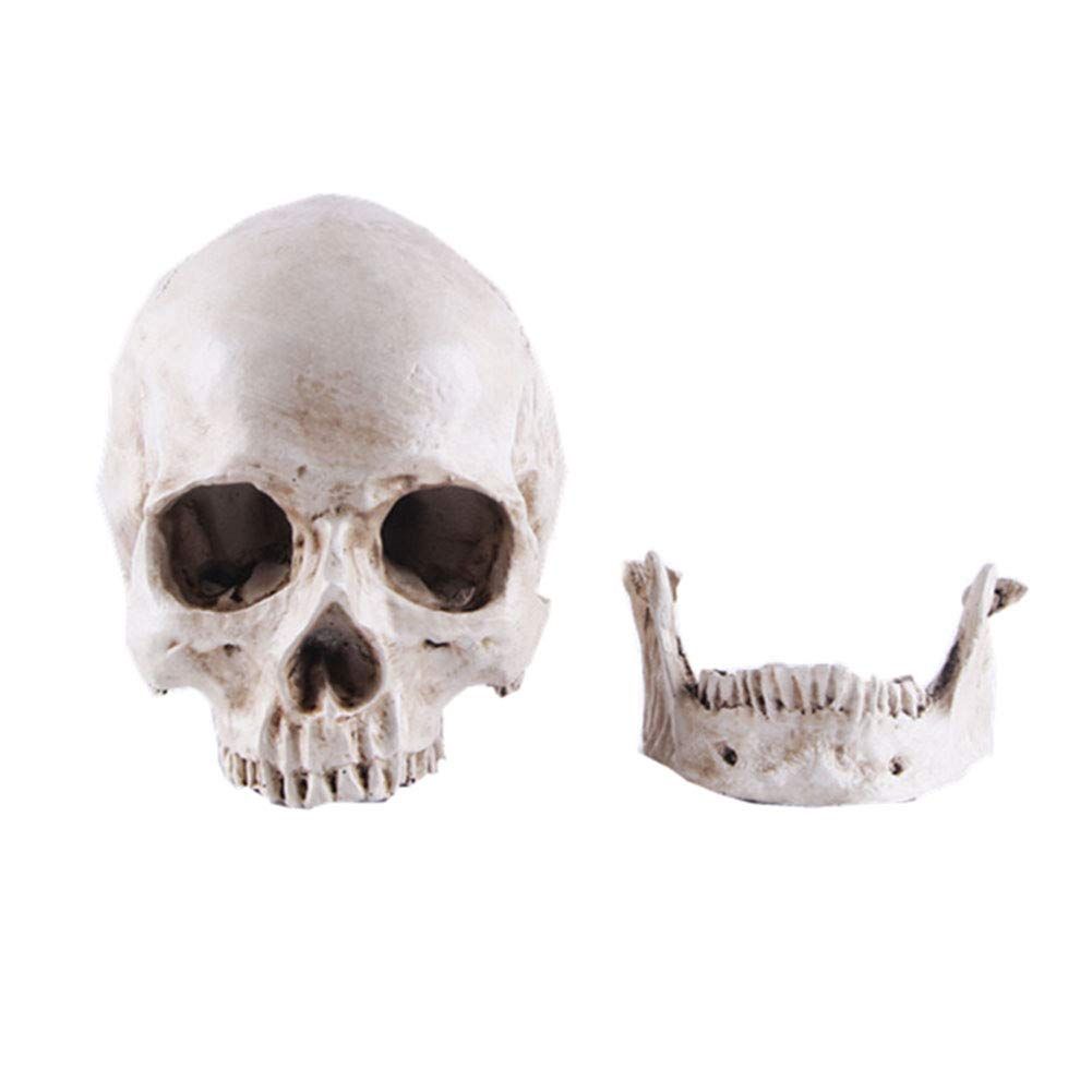 Life Size Replica Realistic Human Skull Head Bone Model, Anatomy White Resin Skull High Precision Teaching Tool Halloween Decor