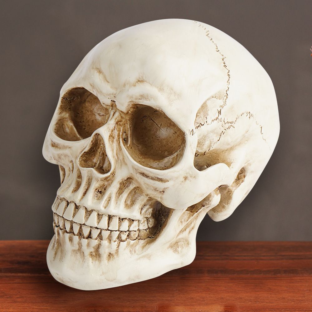 Life Size Human Skull Model 1:1 - Realistic, Halloween Human Skull Replica Model | Resin Human Skull Head Decoration Props