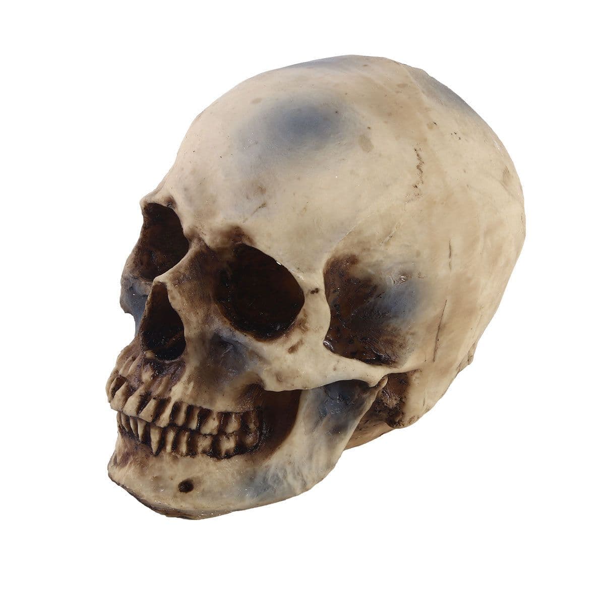 Anatomical Models Statues Sculptures Resin Halloween Home Decor Decorative Craft Skull Model for Medical School