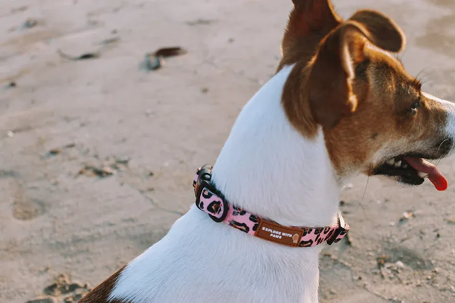 Designer Dog Collars