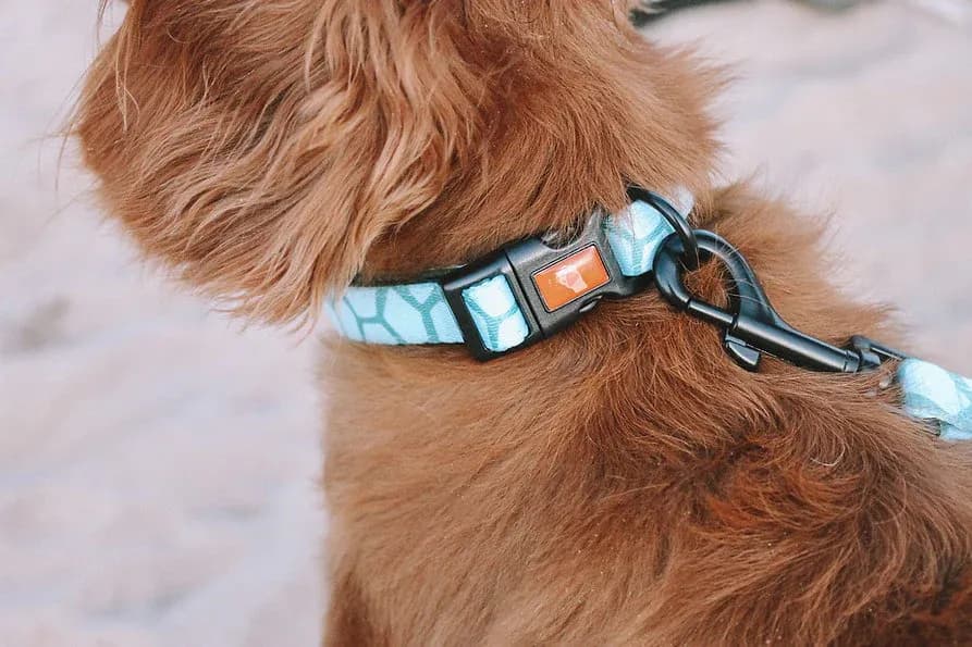Dog Collars Adjustable Neoprene Padding Small Turtle Shell