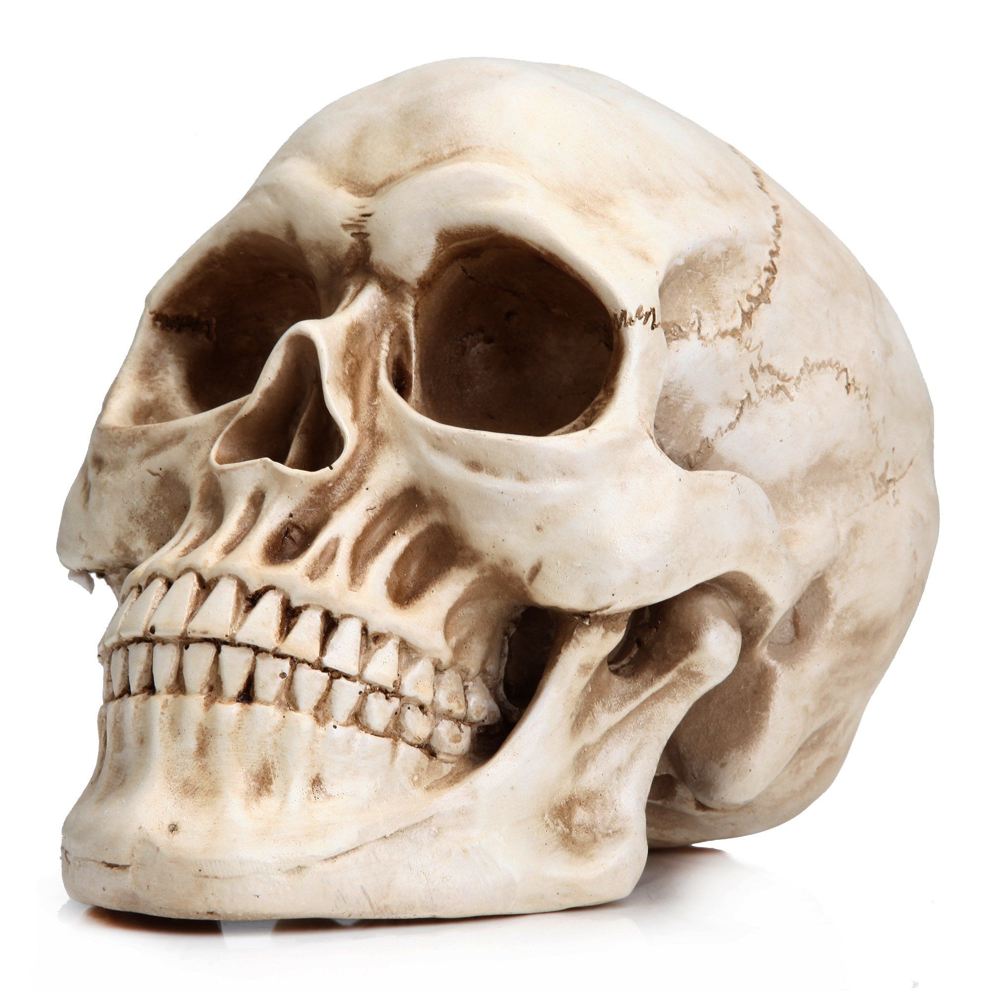 Full size 1:1, human life size skull model, 7.7 x 5.4 x 5.9 inch. It's perfect for Halloween party and home decorations.