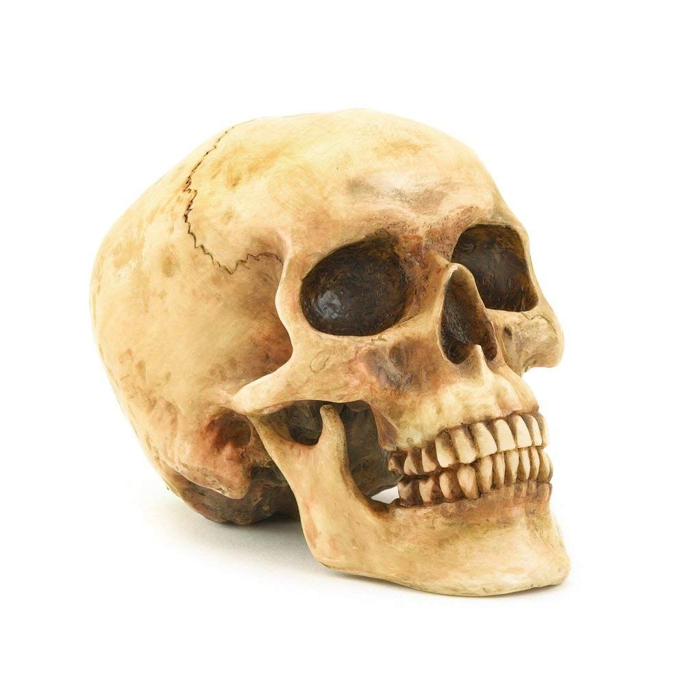 Highly Realistic Replica Human Skull Statue Home Décor Can be used as seasonal Halloween table décor or to adorn
