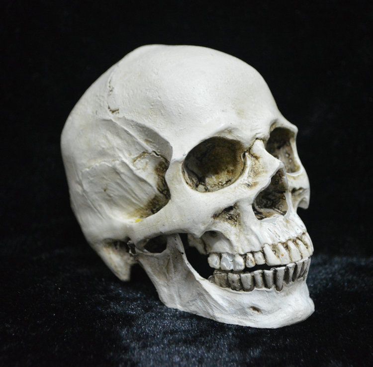 Life Size Replica Realistic Human Skull Head Bone Model, Anatomy White Resin Skull High Precision Teaching Tool Halloween Decor